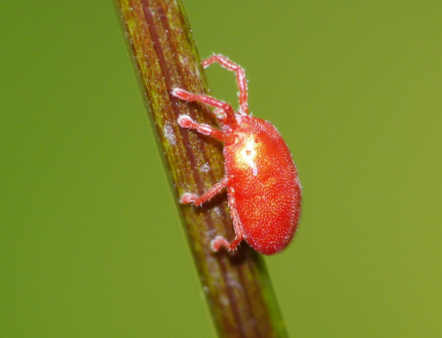 Erythraeidae